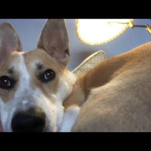 Meet your Posher, Joe